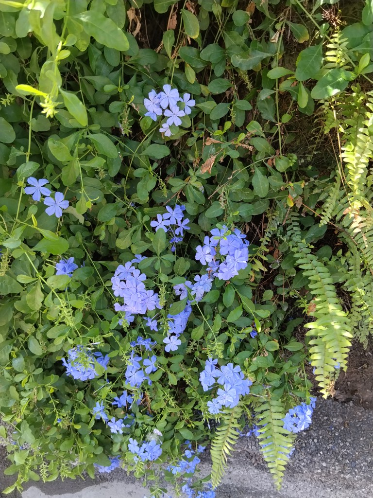 Lavender flowers were an attractive pop of color amidst the green.