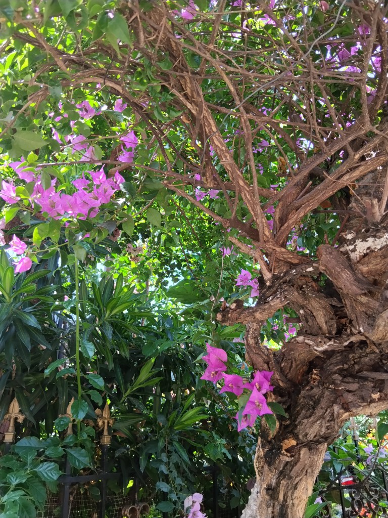 A bougainvillea bush providing us some shade.